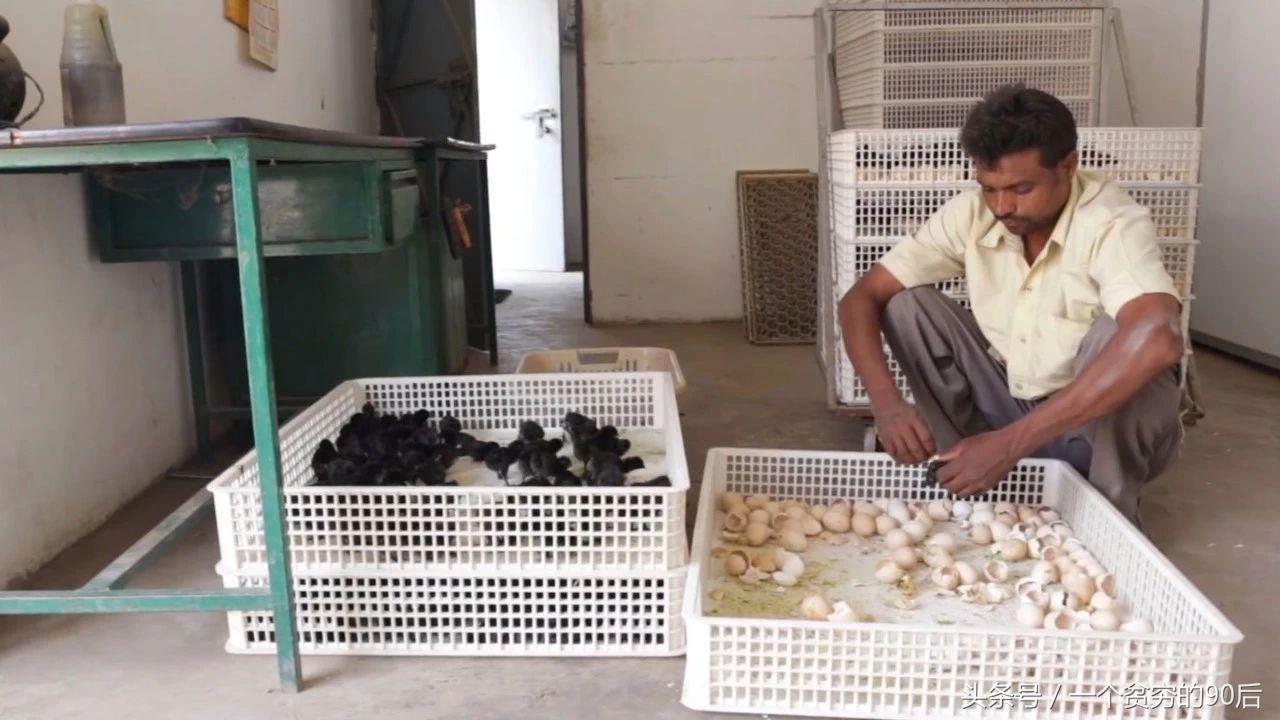 最新雛雞價格監(jiān)測器，科技引領智能生活新篇章