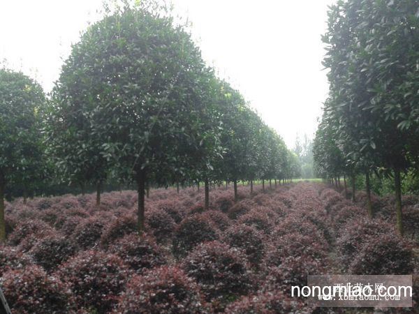 八月金桂花樹價(jià)格，智能之選，科技與自然完美融合的智能之選。