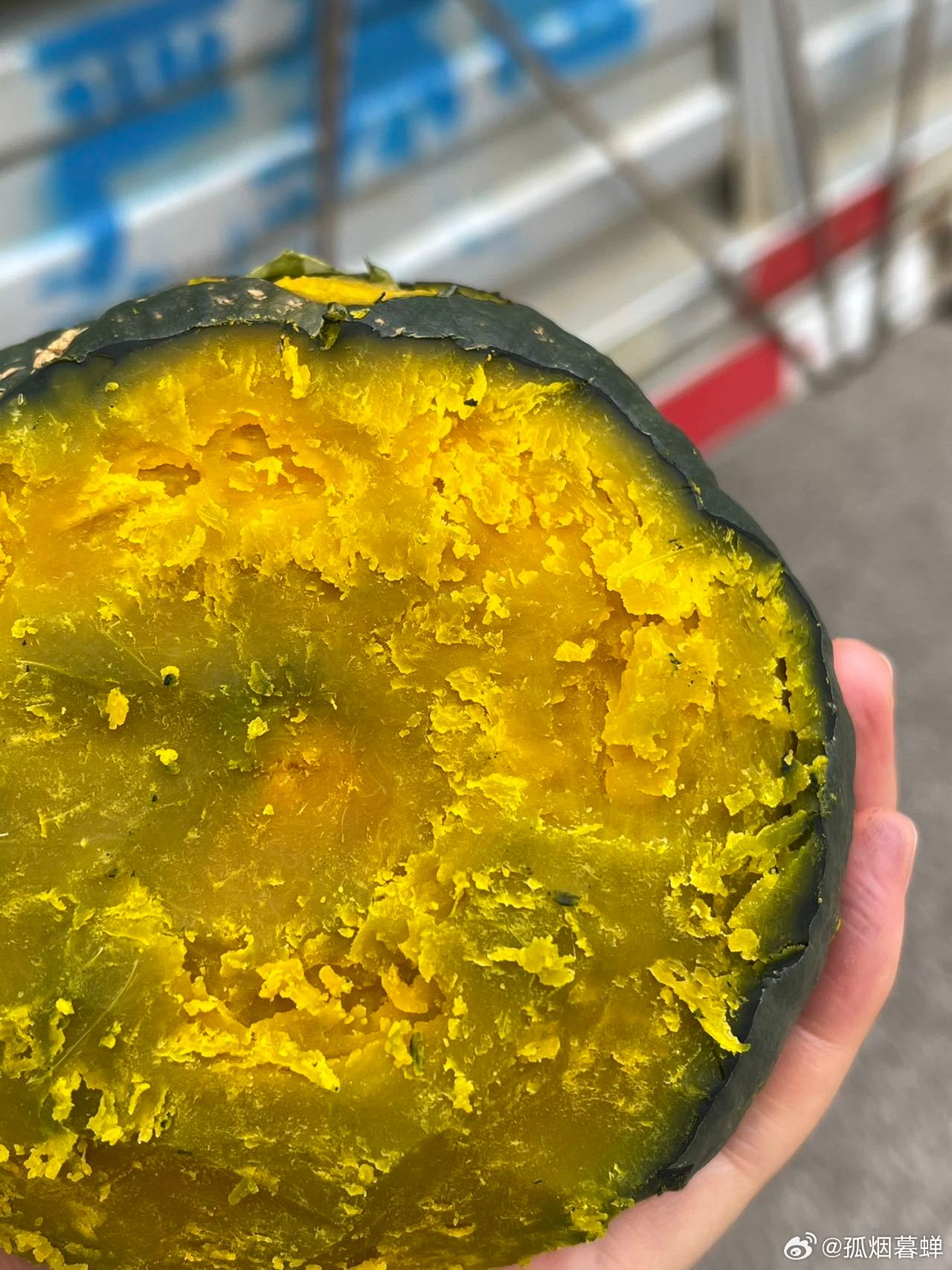 鉤花新品速遞，一場(chǎng)與自然的美麗遨游之旅