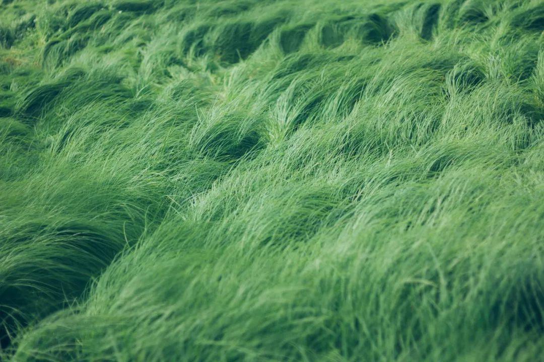 最新綠色文學作品，巷弄深處的綠色故事小屋