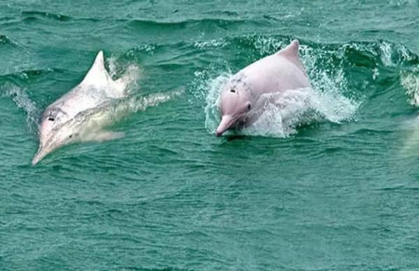 柔浪電影，情感與藝術(shù)的完美融合之旅???