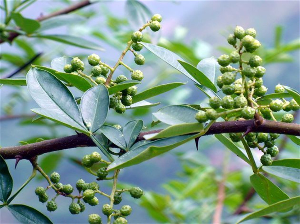 干花椒行情揭秘，探尋廚房秘密的香料之旅