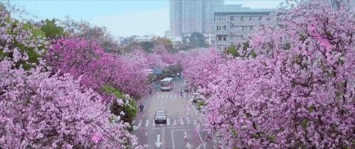 黃石紫金花城最新動態(tài)???