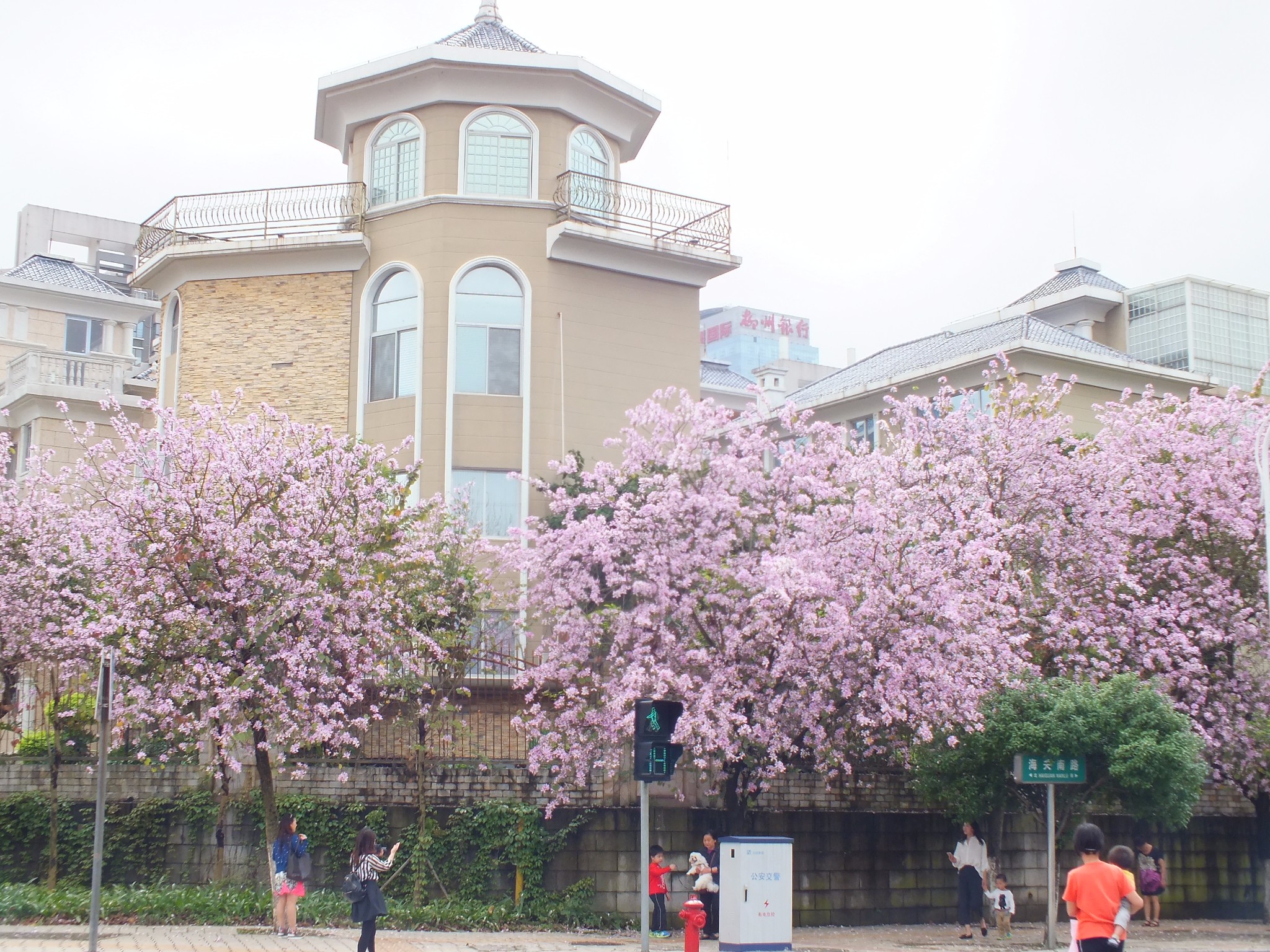 黃石紫金花城最新動態(tài)???