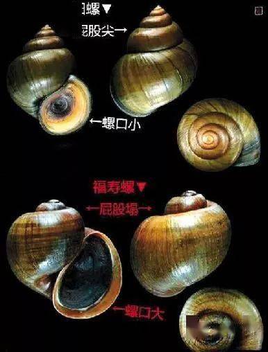 田螺價(jià)格背后的溫情故事，奇遇與收購(gòu)之旅