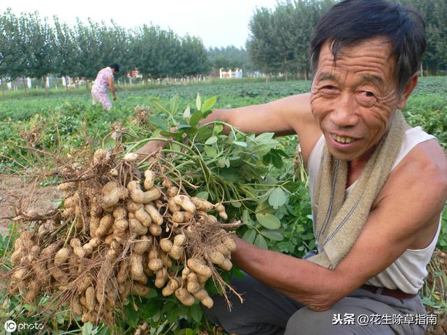延津縣花生米今日行情詳解，如何了解與評(píng)估市場(chǎng)行情及趨勢(shì)分析