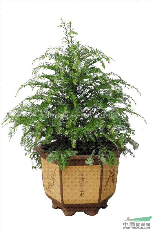 紅豆杉行情，繁榮的市場現(xiàn)狀與未來展望