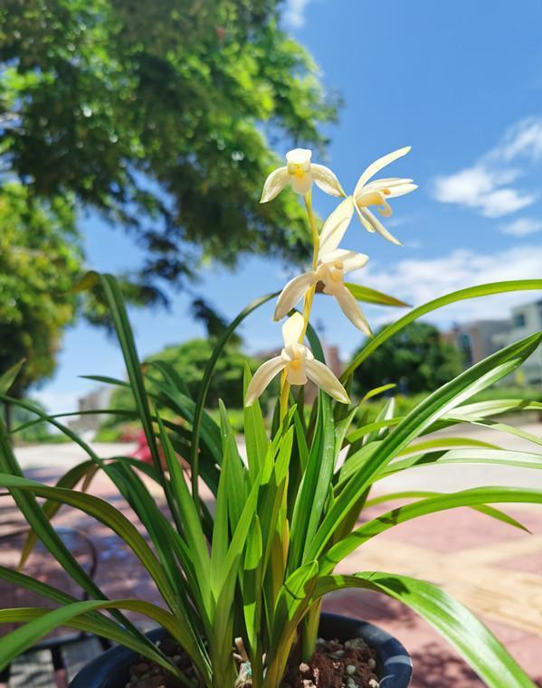 蘭花價(jià)格變化之旅，從綠葉到金花，自信與成就感的培育之路