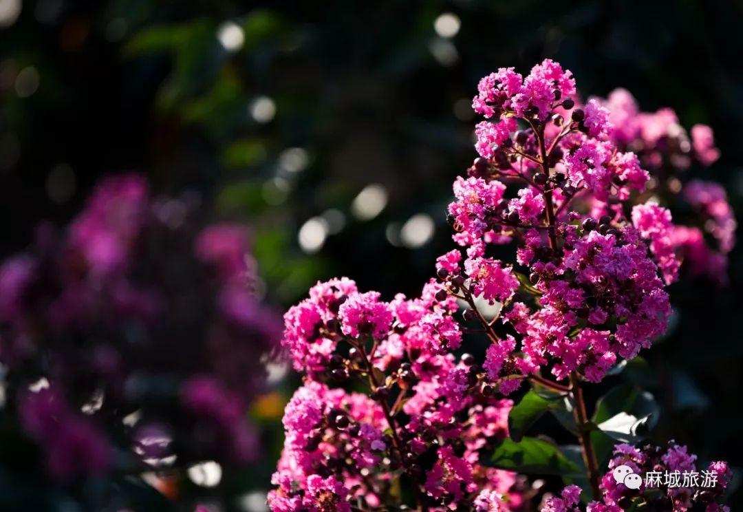 麻城紫薇星城房價探秘，最新房價信息與溫馨探房之旅