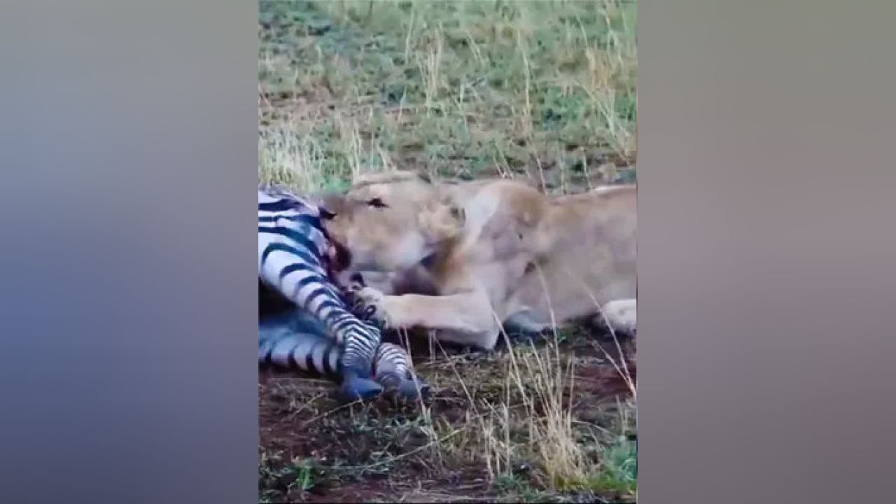 非洲二哥掏肛視頻最新現(xiàn)象，背后的探索與影響