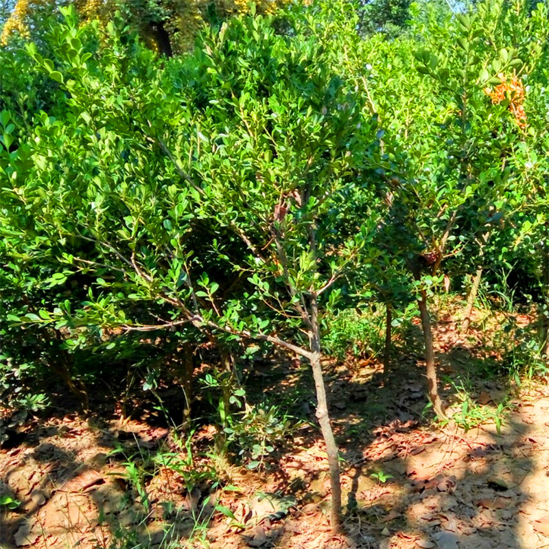 最新黃楊樹5公分價格揭秘，市場行情解析