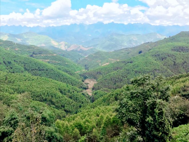 廣西桉樹最新收購價格及其背后的溫情故事