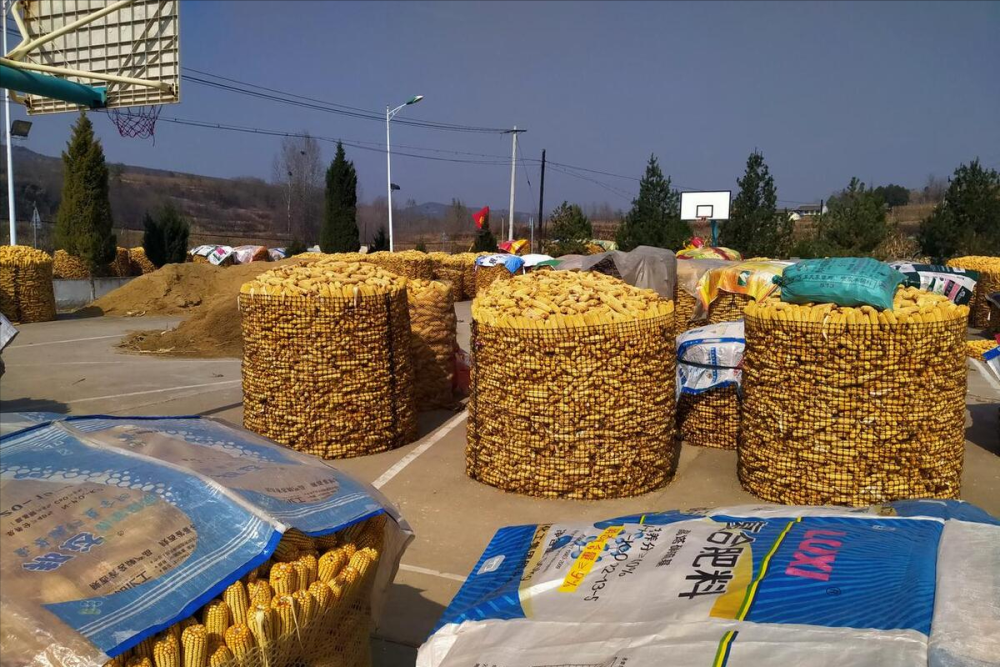 最新油沙豆市場價格探秘，綠色之旅尋求內(nèi)心平靜之道