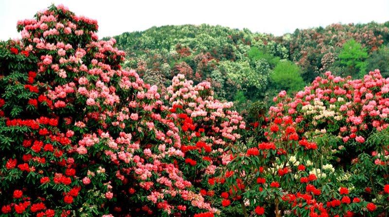 百里杜鵑盛開新篇章，最新新聞聯(lián)播速遞！