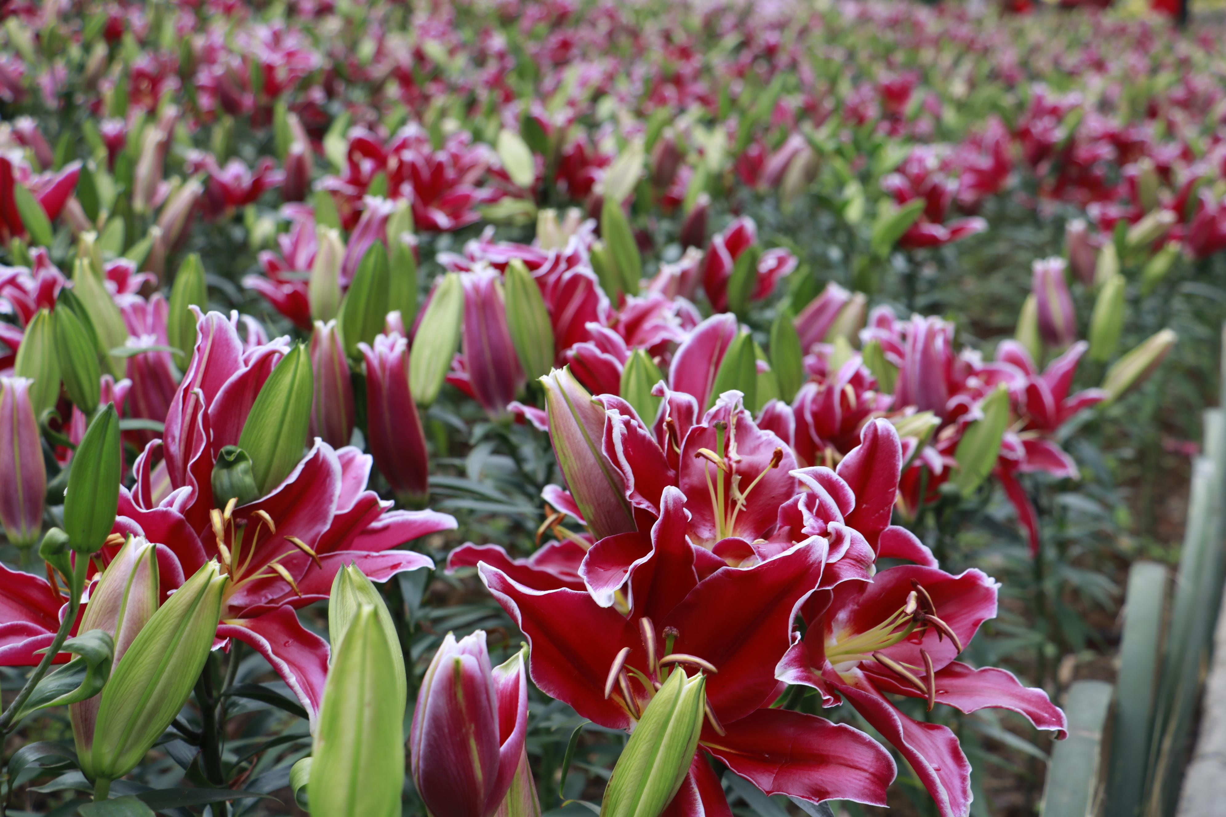 齊齊樂最新游戲安裝包，時代寵兒之選