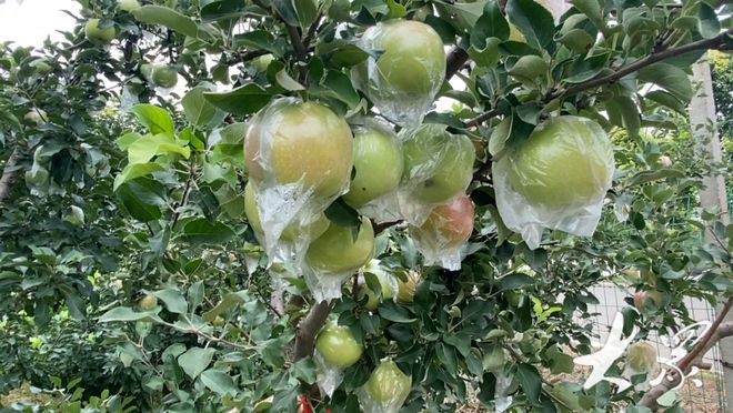 科技與自然融合的綠色奇跡，最新果樹展望