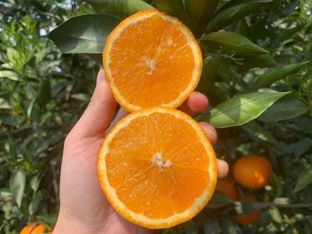 贛南臍橙最新價格，科技融合傳統(tǒng)，智能生活新潮流領航者