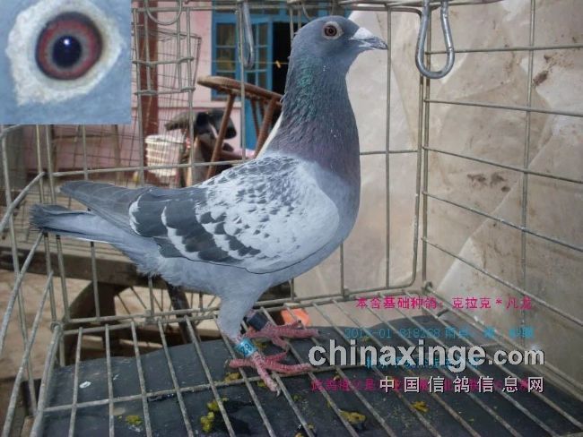 最新臺(tái)鴿翱翔夢(mèng)想，學(xué)習(xí)鑄就自信之翼