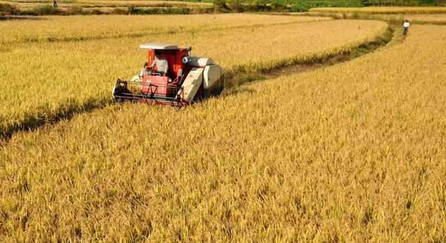 最新糧食種植、收獲與儲存全攻略，初學(xué)者與進(jìn)階用戶的詳細(xì)步驟指南