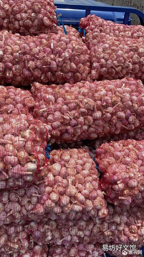 邳州大蒜最新價格行情指南，了解大蒜市場趨勢與價格變動