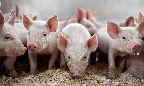 豆粕最新價格動態(tài)，變化中的機遇與成就的種子