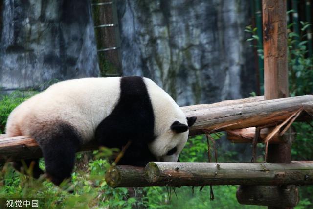 南京熊貓最新動(dòng)態(tài)揭秘，如何獲取最新消息？