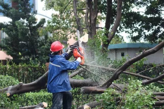 臺風(fēng)天鴿最新消息及動態(tài)追蹤???