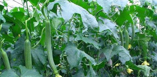 小巷深處的絲瓜味覺之旅，最新地址揭秘