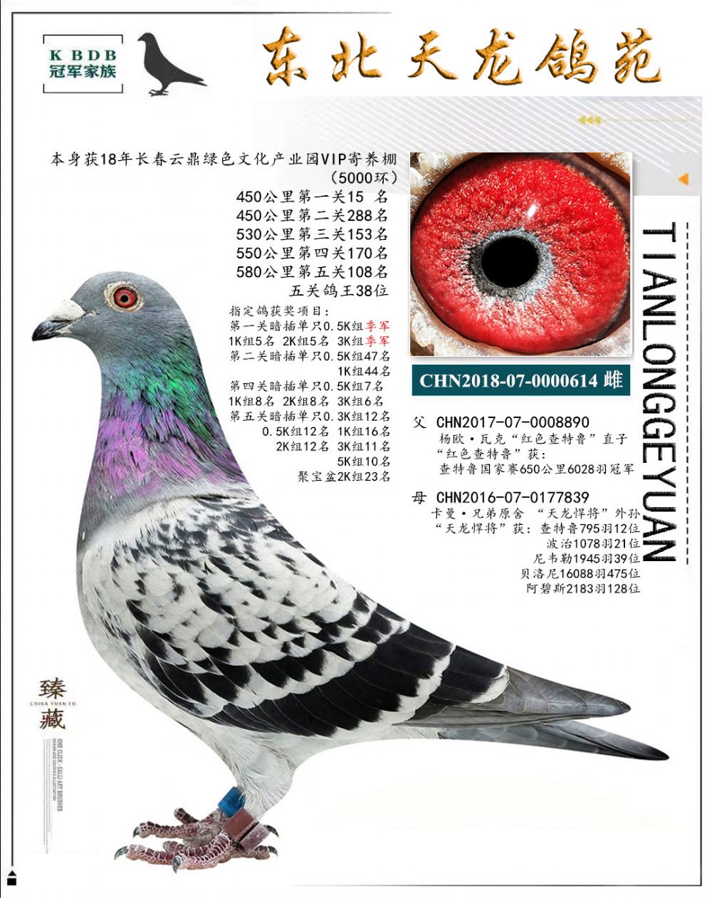 東北天龍鴿苑最新圖片，鴿界風(fēng)采展現(xiàn)，價值與影響深度探討