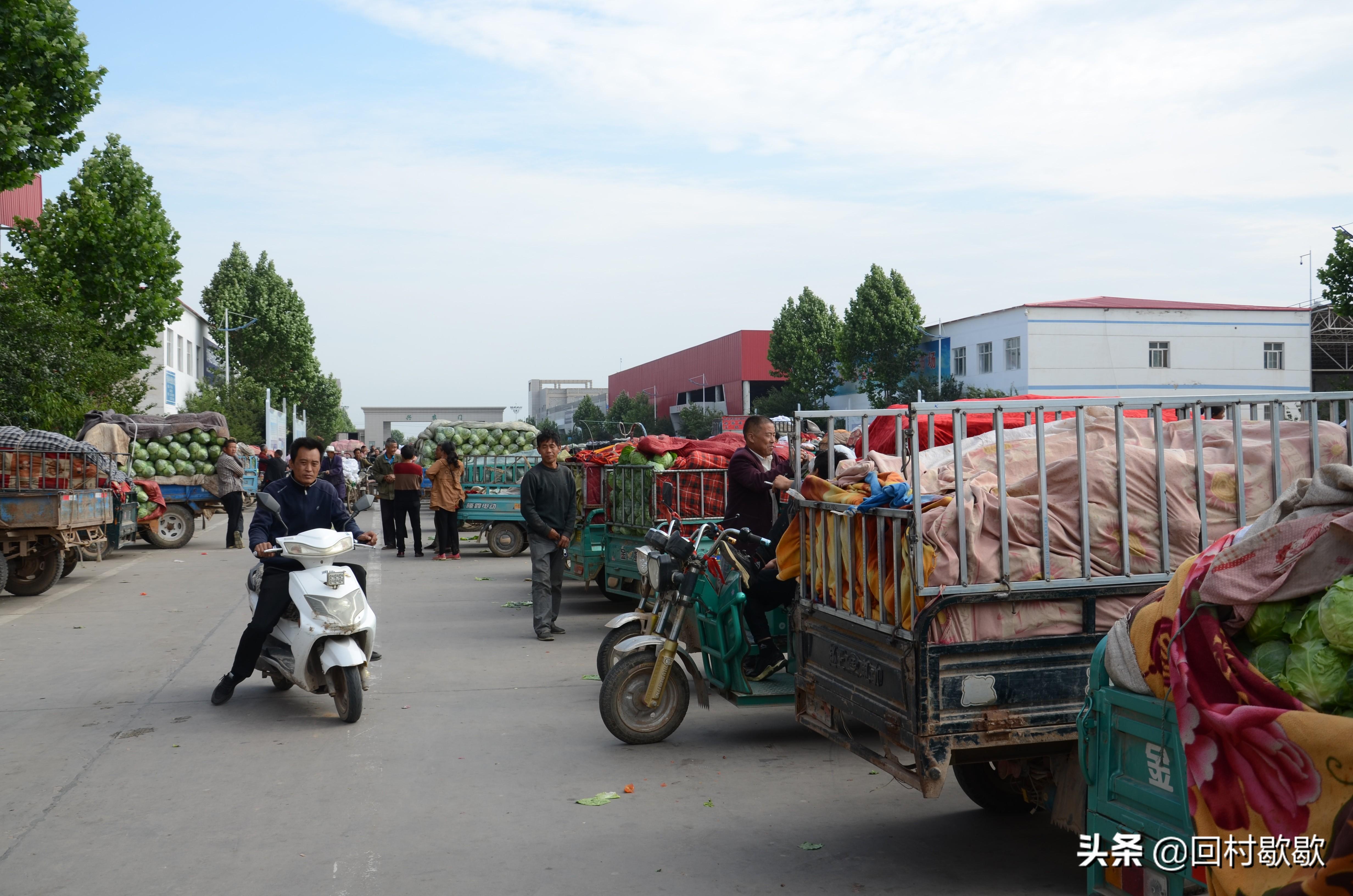 紫甘藍(lán)最新價格行情揭秘，新鮮資訊一網(wǎng)打盡！????