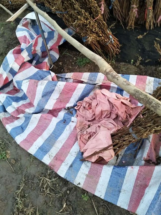 儀征玫瑰園最新動態(tài)，浪漫綻放與綠意盎然的生活體驗(yàn)