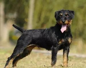 最新德國(guó)獵梗出售，背景、時(shí)代地位與影響分析