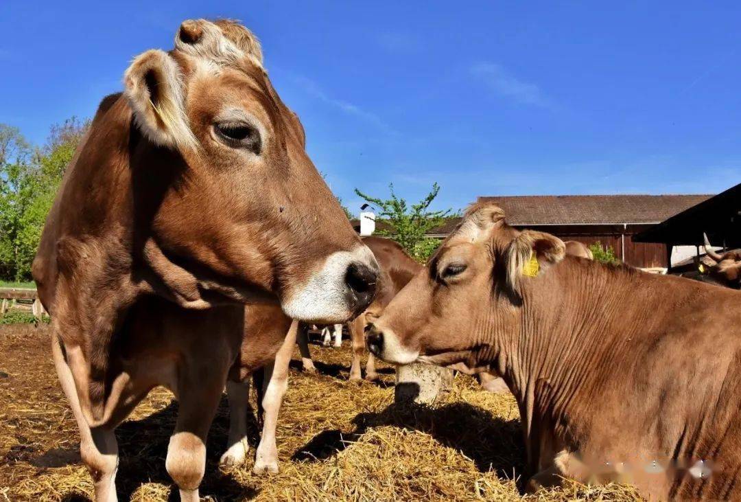 錢牛牛最新動態(tài)揭秘，牛運亨通的奇妙日常故事