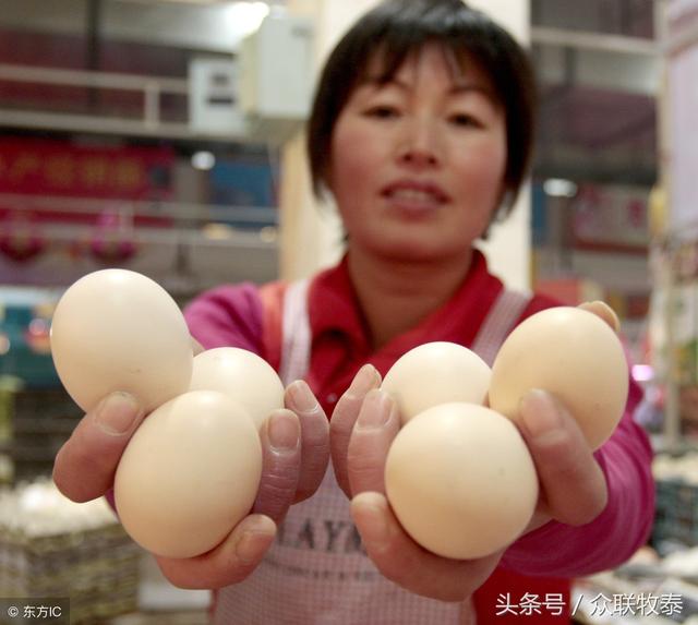 駐馬店今日雞蛋最新價格信息