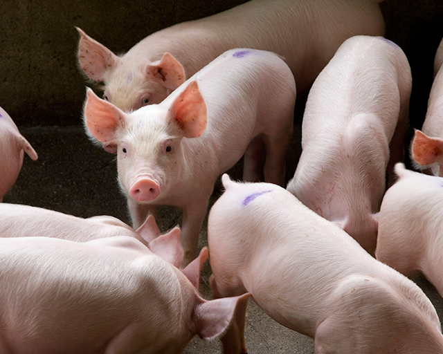 湖南郴州最新豬價走勢與尋找內(nèi)心平靜的自然之旅