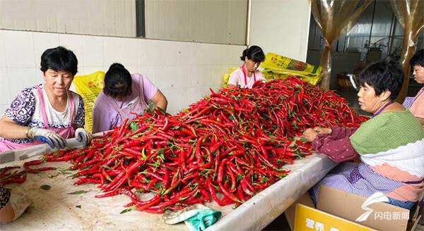 全國辣椒最新價格行情，科技引領(lǐng)產(chǎn)業(yè)變革，塑造未來生活新趨勢