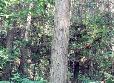 安徽國有林場改制開啟綠色新篇章，推動(dòng)可持續(xù)發(fā)展??