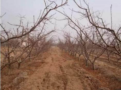 桃樹(shù)最新品種介紹大全，全面解析最新桃樹(shù)品種