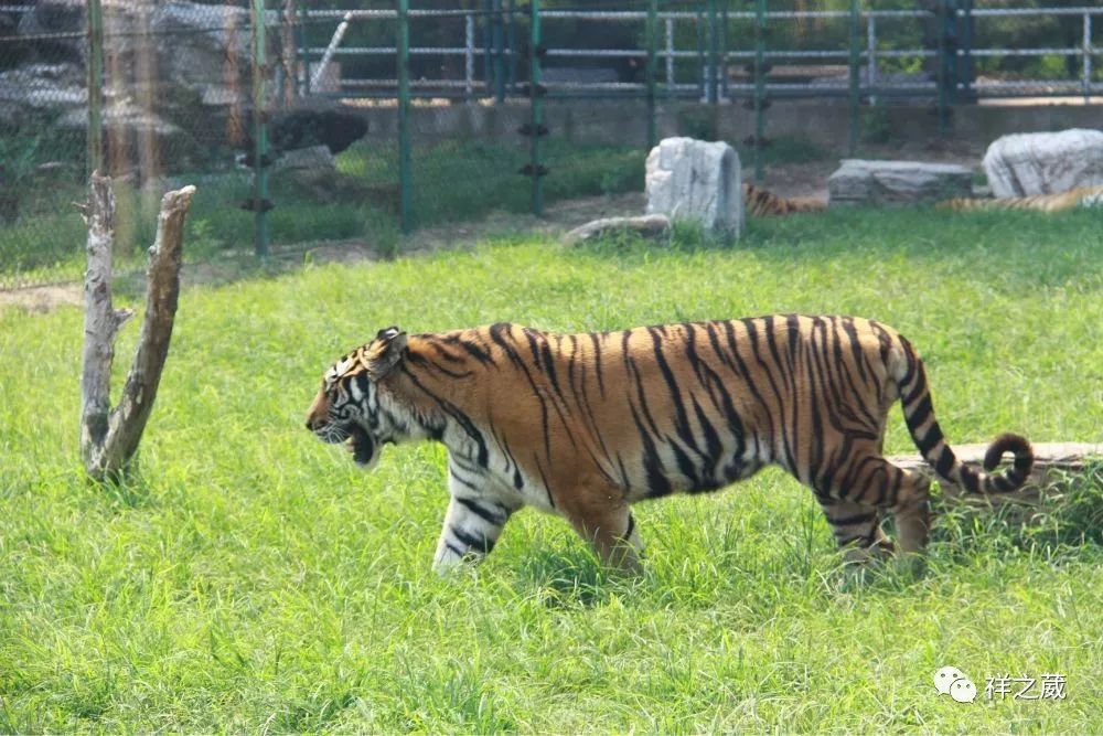 動(dòng)物園老虎吃人事件揭秘，科技重塑現(xiàn)實(shí)，震撼體驗(yàn)新紀(jì)元