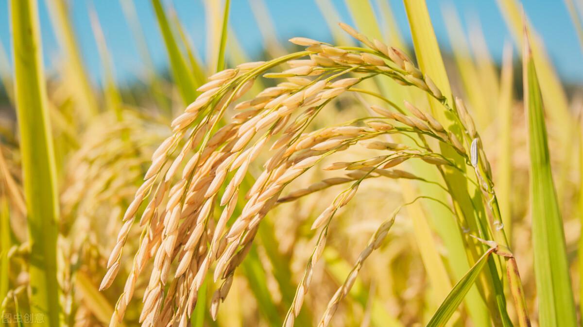 水稻最新價格行情預測，稻田故事中的溫情與價格走勢分析