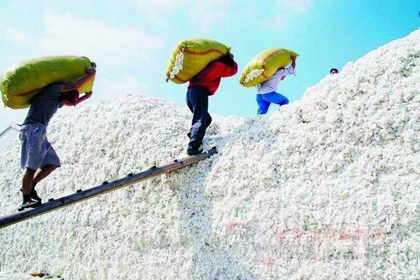 山東最新棉花補(bǔ)貼政策解讀，智能生活啟航！