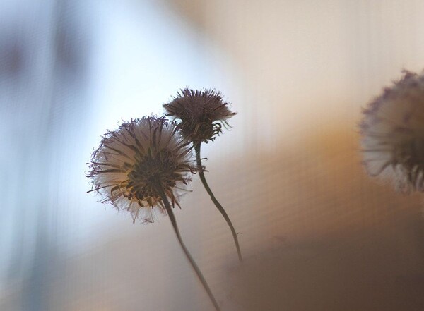 凡口草最新專輯，科技與生活融合之作，引領(lǐng)未來音樂潮流