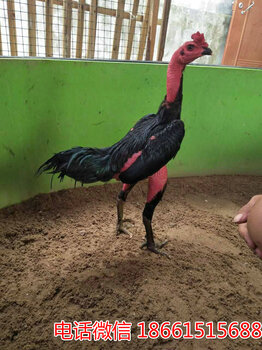 2025斗雞最新視頻，競(jìng)技與飼養(yǎng)樂趣的完美結(jié)合